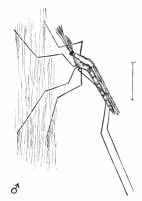 ANOPHELES MACULIPENNIS.  MALE, IN CHARACTERISTIC ATTITUDE.