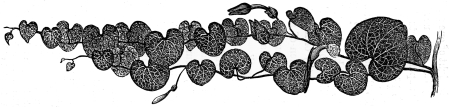 Image unavailable: ARISTOLOCHIA APURENSIS.—Natural Size.