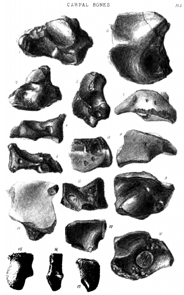 CARPAL BONES Pl. 5.