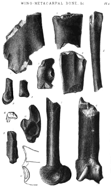 WING-METACARPAL BONE, &c. Pl. 6.