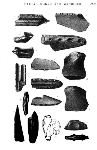 FACIAL BONES AND MANDIBLE Pl. 12.