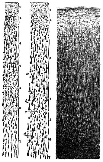 Fig. 11.—Section of the Cerebral Cortex.  Only the cell bodies are stained.