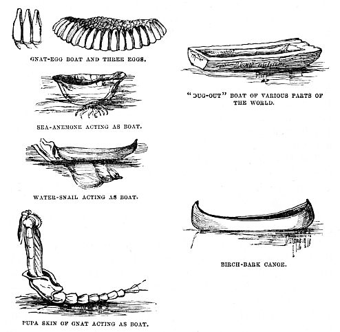 Image unavailable: GNAT-EGG BOAT AND THREE EGGS.  “DUG-OUT” BOAT OF VARIOUS PARTS OF THE WORLD.  SEA-ANEMONE ACTING AS BOAT.  WATER-SNAIL ACTING AS BOAT.  BIRCH-BARK CANOE. PUPA SKIN OF GNAT ACTING AS BOAT.