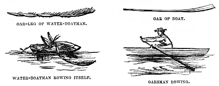 Image unavailable: OAR-LEG OF WATER-BOATMAN.  OAR OF BOAT.  WATER-BOATMAN ROWING ITSELF.  OARSMAN ROWING.