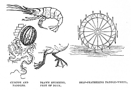 Image unavailable: CYDIPPE AND PADDLES. PRAWN SWIMMING. FEET of DUCK. SELF-FEATHERING PADDLE-WHEEL.