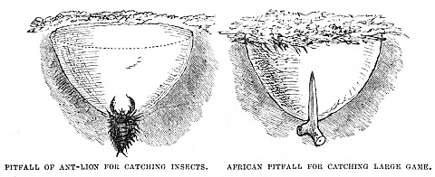 Image unavailable: PITFALL OF ANT-LION FOR CATCHING INSECTS. AFRICAN PITFALL FOR CATCHING LARGE GAME.