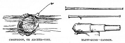 Image unavailable: CHŒTODON, OR ARCHER-FISH. BLOW-GUNS—CANNON.