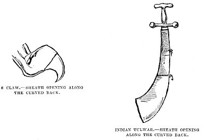 Image unavailable: 8 CLAW.—SHEATH OPENING ALONG THE CURVED BACK.