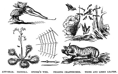 Image unavailable: ANT-BEAR.      DROSERA.      SPIDER’S WEB.      PEGGING CHAFFINCHES.      TIGER AND LIMED LEAVES.