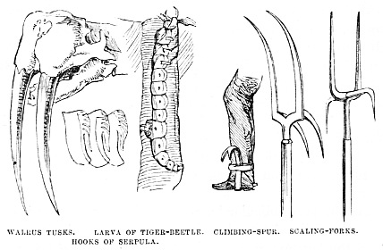 Image unavailable: WALRUS TUSKS. LARVA OF TIGER-BEETLE. CLIMBING-SPUR. SCALING-FORKS. HOOKS OF SERPULA.