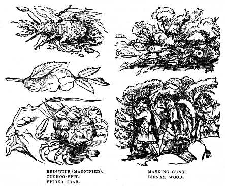 Image unavailable: REDUVIUS (MAGNIFIED). CUCKOO-SPIT. SPIDER-CRAB. MASKING GUNS. BIRNAM WOOD.