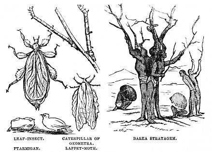 Image unavailable: LEAF-INSECT. PTARMIGAN. CATERPILLAR OF GEOMETRA. LAPPET-MOTH. BAREA STRATAGEM.