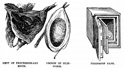 Image unavailable: NEST OF PROCESSIONARY MOTH. COCOON OF SILK-WORM. FIREPROOF SAFE.