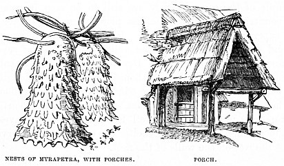 Image unavailable: NESTS OF MYRAPETRA, WITH PORCHES. PORCH.