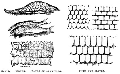 Image unavailable: MANIS. FISHES. BANDS OF ARMADILLO. TILES AND SLATES.