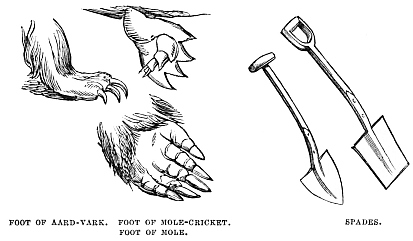 Image unavailable: FOOT OF AARD-VARK.      FOOT OF MOLE-CRICKET.      SPADES.  FOOT OF MOLE.