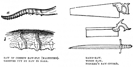 Image unavailable: SAW OF COMMON SAW-FLY (MAGNIFIED). GROOVES CUT BY SAW IN BARK. HAND-SAW. TENON SAW. PIONEER’S SAW-SWORD.