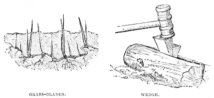 Image unavailable: GRASS-BLADES. WEDGE.