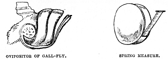 Image unavailable: OVIPOSITOR OF GALL-FLY. SPRING MEASURE.