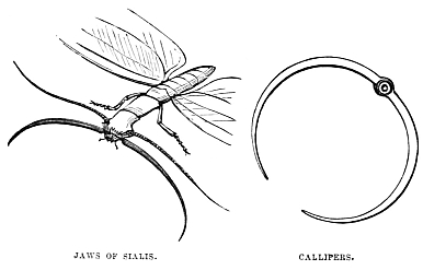 Image unavailable: JAWS OF SIALIS. CALLIPERS.