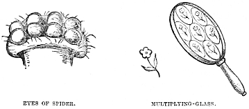 Image unavailable: EYES OF SPIDER. MULTIPLYING-GLASS.