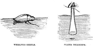 Image unavailable: WHIRLWIG-BEETLE. WATER TELESCOPE.