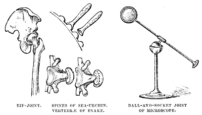 Image unavailable: HIP-JOINT. SPINES OF SEA-URCHIN. VERTEBRÆ OF SNAKE. BALL-AND-SOCKET JOINT OF MICROSCOPE.