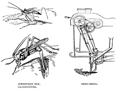 Image unavailable: ICHNEUMON-FLY.  GRASSHOPPER.  SEED-DRILL.