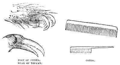 Image unavailable: FOOT OF SPIDER.  BEAK OF TOUCAN.  COMBS.