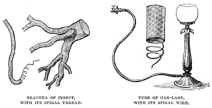 Image unavailable: TRACHEA OF INSECT, WITH ITS SPIRAL THREAD. TUBE OF GAS-LAMP, WITH ITS SPIRAL WIRE.