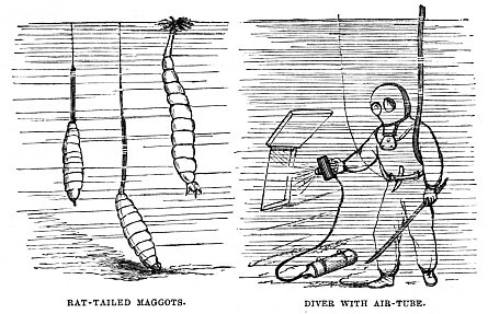 Image unavailable: RAT-TAILED MAGGOTS. DIVER WITH AIR-TUBE.