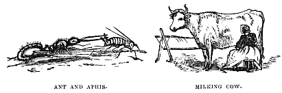 Image unavailable: ANT AND APHIS. MILKING COW.