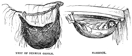 Image unavailable: NEST OF PENSILE ORIOLE. HAMMOCK.