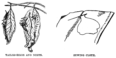 Image unavailable: TAILOR-BIRDS AND NESTS. SEWING CLOTH.