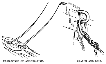 Image unavailable: HEAD-BONES OF ANGLER-FISH. STAPLE AND RING.