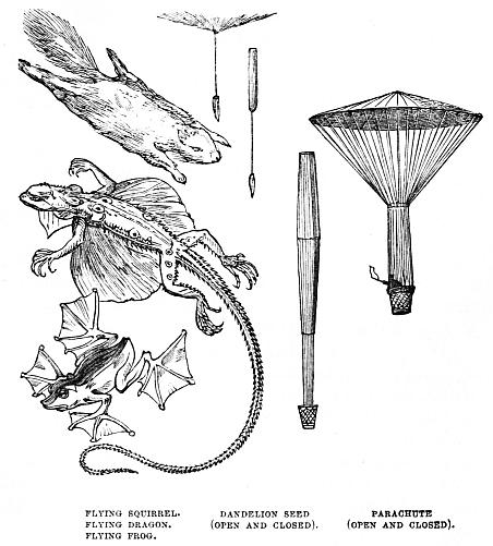 Image unavailable: FLYING SQUIRREL.     DANDELION SEED         PARACHUTE FLYING DRAGON.      (OPEN AND CLOSED).  (OPEN AND CLOSED). FLYING FROG.