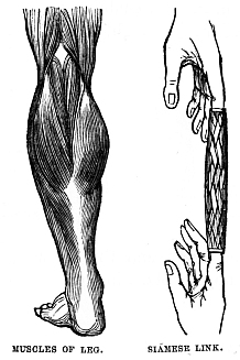 Image unavailable: MUSCLES Of LEG. SIAMESE LINK.