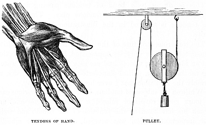 Image unavailable: TENDONS OF HAND. PULLEY.