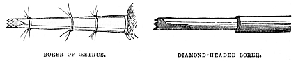 Image unavailable: BORER OF ŒSTRUS. DIAMOND-HEADED BORER.