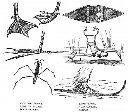 Image unavailable: FEET OF DUCKS.          SNOW-SHOE. FOOT OF JACANA.         MUD-PATTEN. WATER-GNAT.             SKIDOR.