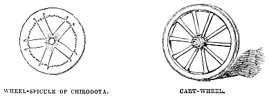 Image unavailable: WHEEL-SPICULE OF CHIBODOTA. CART-WHEEL.