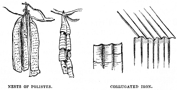 Image unavailable: NESTS OF POLISTES. CORRUGATED IRON.