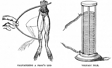 Image unavailable: GALVANISING A FROG’S LEG. VOLTAIC PILE.