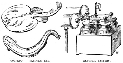 Image unavailable: TORPEDO.  ELECTRIC EEL.  ELECTRIC BATTERY.