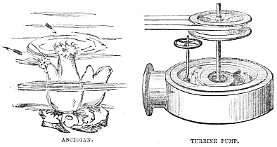 Image unavailable: ASCIDIAN. TURBINE PUMP.