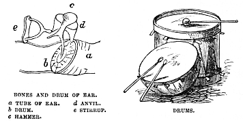 Image unavailable: BONES AND DRUM OF EAR.  a TUBE OF EAR. b DRUM. c HAMMER. d ANVIL. e STIRRUP.   DRUMS.