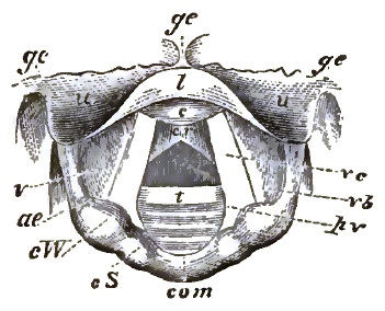 Laryngoscopic Diagram showing the vocal cords