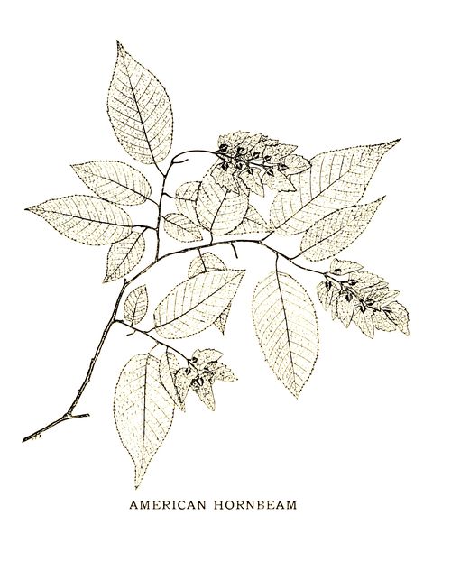 AMERICAN HORNBEAM