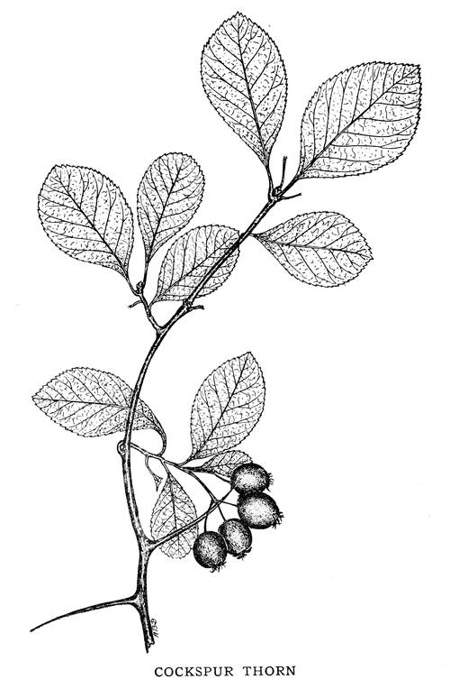 COCKSPUR THORN