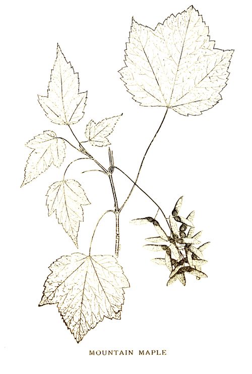 MOUNTAIN MAPLE